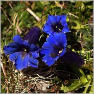 gentiane bleue